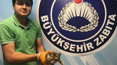 İşkenceye uğrayan kediye Büyükşehir şefkati