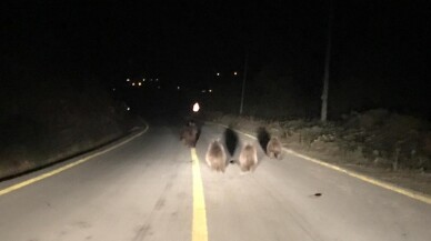 Kocaeli’de aç kalan ayılar yemek ararken araçların önüne indi