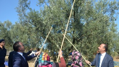 Mudanya’da zeytin hasadı başladı