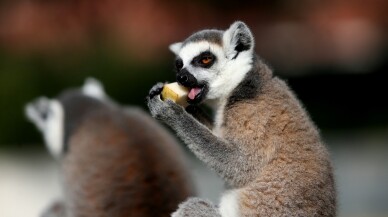 (Özel) Dünya Lemurlar Günü’nde lemurlara ziyafet çektiler