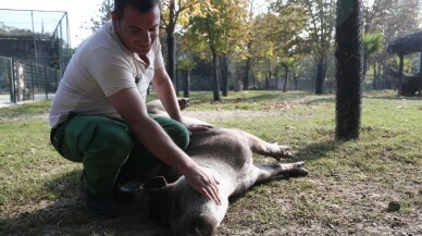 (Özel) Tapirlerin masaj tutkusu