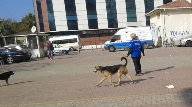 Pompalı tüfekle vurulan köpek sahibine verildi