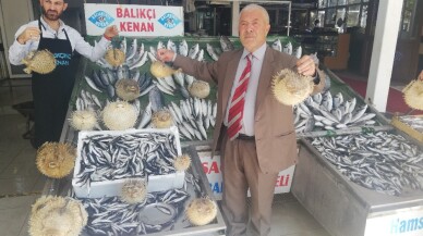 Türkiye kıyılarında  ‘İstilacı Balon Balığı’ tehlikesi