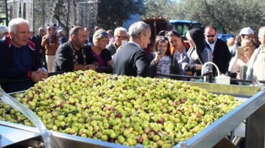 Uluslararası Zeytin Hasat Festivali başlıyor