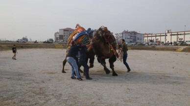 Burhaniye Deve güreşleri havut töreni yapıldı