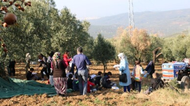 Çocuklar zeytin toplama heyecanı yaşadı