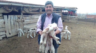 Doğumda annesini kaybeden kuzu, "Anne, anne" diye meliyor