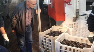 Erdek’te zeytin alımları sürüyor