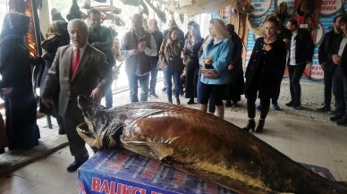 Öğretmenlere, Balon balığı tehlikesine karşı eğitim