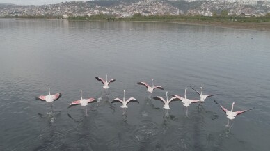 (Özel) İzmit Körfezi, ‘kuş cenneti’ haline geldi