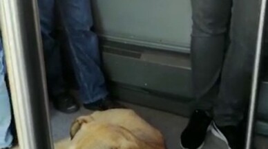 (Özel) Sevimli köpeğin metrobüs yolculuğu kamerada