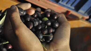 (Özel) Zeytin yağında doğru bildiğimiz yanlışlar