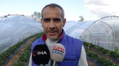 Yediveren çileğinde son hasat