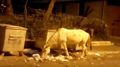 Büyükada’da atların çöpte yemek ararken çekilen görüntüleri içleri sızlattı