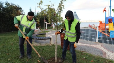 Büyükçekmece’de çocuk parkları meyve ağaçlarıyla donatılıyor