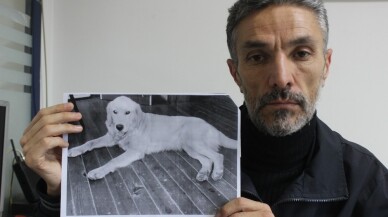 Dedektif gibi iz sürüp kaybolan köpeğini Amerika’da buldu