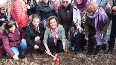 İzmitli kadınlar üretime lavanta bahçeleriyle ortak oluyor