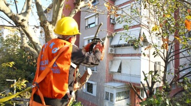 Kadıköy Belediyesi’nin ağaç budama çalışmaları devam ediyor