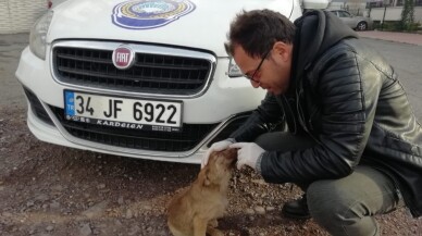 Kartepe zabıtasından sokak hayvanlarına şefkat eli