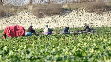 Kuruyan gölde ıspanak yetiştirip Türkiye’ye satıyorlar