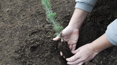 Ormanlar Büyüyor sosyal sorumluluk projesi ile 7 bin 300 çam fidanı dikildi