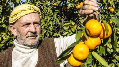 (Özel) 50 yıl önce Balıkesir’de hobi diye başlayan mandalina üretimi dev bir sektör oldu