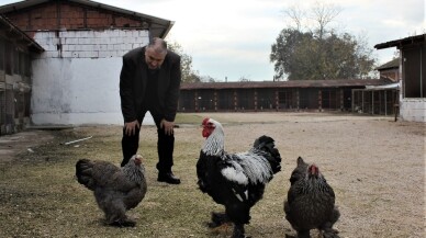 (Özel) Dünyanın her ülkesinden nadir tavukları getirdi, şimdi bütün dünyaya satıyor