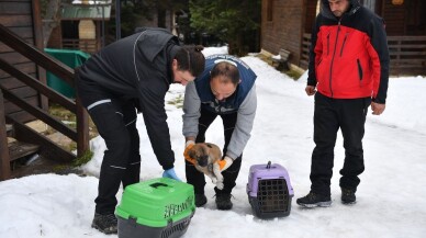 Uludağ’da yavru köpekler donmaktan kurtarıldı