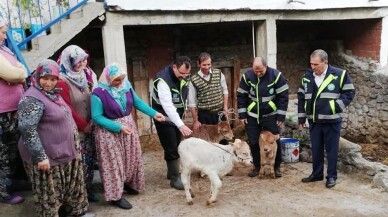 Yerli ırk, vetiver ile iki kat büyüyecek