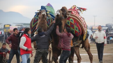 Ayvalık’ta deve güreşleri piknik coşkusunda yapıldı