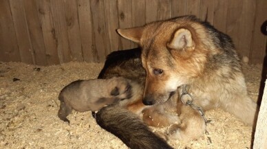 Donmak üzere olan yavru köpekler kurtarıldı