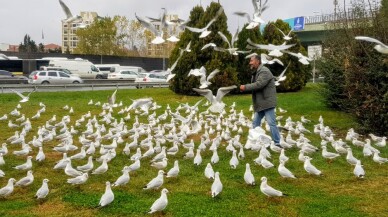 (Özel) Bakırköy’de her gün yüzlerce martıyı elleriyle besliyor