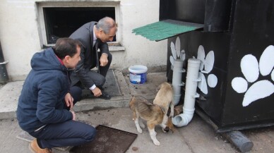 (Özel) Kalorifer kazanı köpeklere sıcacık yuva oldu