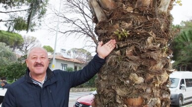 Palmiye ağacının gövdesinden incir ve meşe çıktı