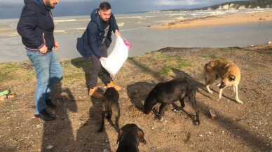 Sahillerdeki sahipsiz köpekler için mama yardımı bekliyorlar