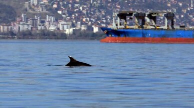 Yunuslar, Başiskele Sahili’nde görsel şölen sundu