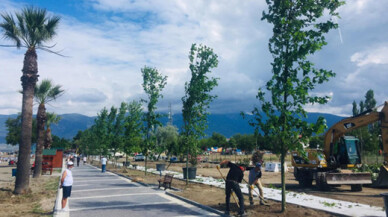 80 çınar, 30 palmiye toprakla buluştu
