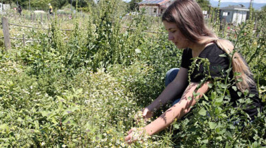 Nilüfer’de tıbbi aromatik bitki üretimi artıyor