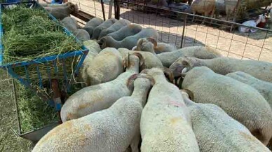 Burhaniye’de Kurban Satış Ve Kesim Alanları Hazır