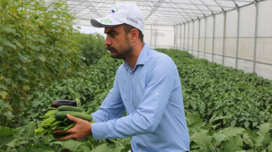 Yüzde 50 hibeli seralarda yüzler gülüyor