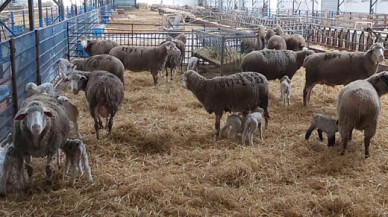 'Balıkesir Kuzusu Damızlık Merkezleri’ kuruluyor