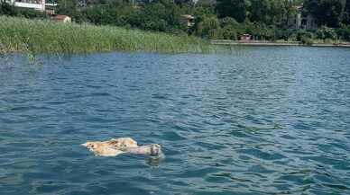 Sapanca Gölü’ndeki kurban atıkları temizlendi