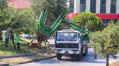 Büyükşehir o proje sahasındaki ağaçları koruma altına alıyor