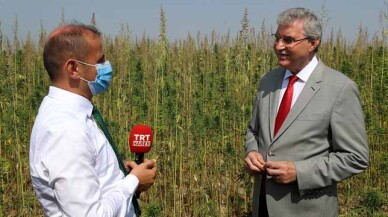 'Kenevir üretimi yapan 20. şehiriz'