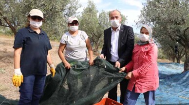 Mudanya'da hasat başladı