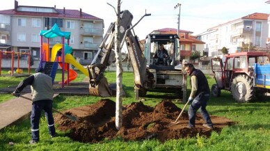 Karasu'da sökülen ağaçlar çocuk parklarına dikildi