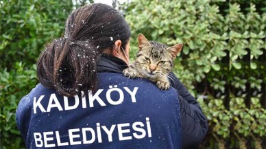 Sokak hayvanları için kedi ve köpek maması alımı yapılacak