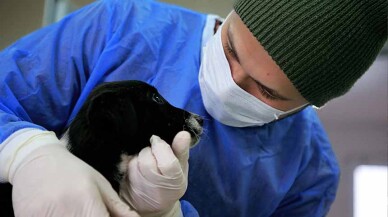 Anne köpek ve yavruları koruma altına alındı