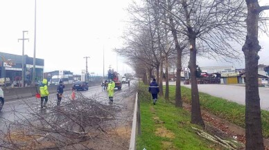 D-130’da ağaçlarda bakım ve budama yapıldı