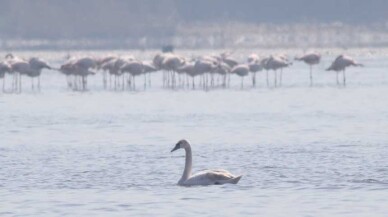 Flamingoların ardından kuğular da İzmit Körfezi’nde